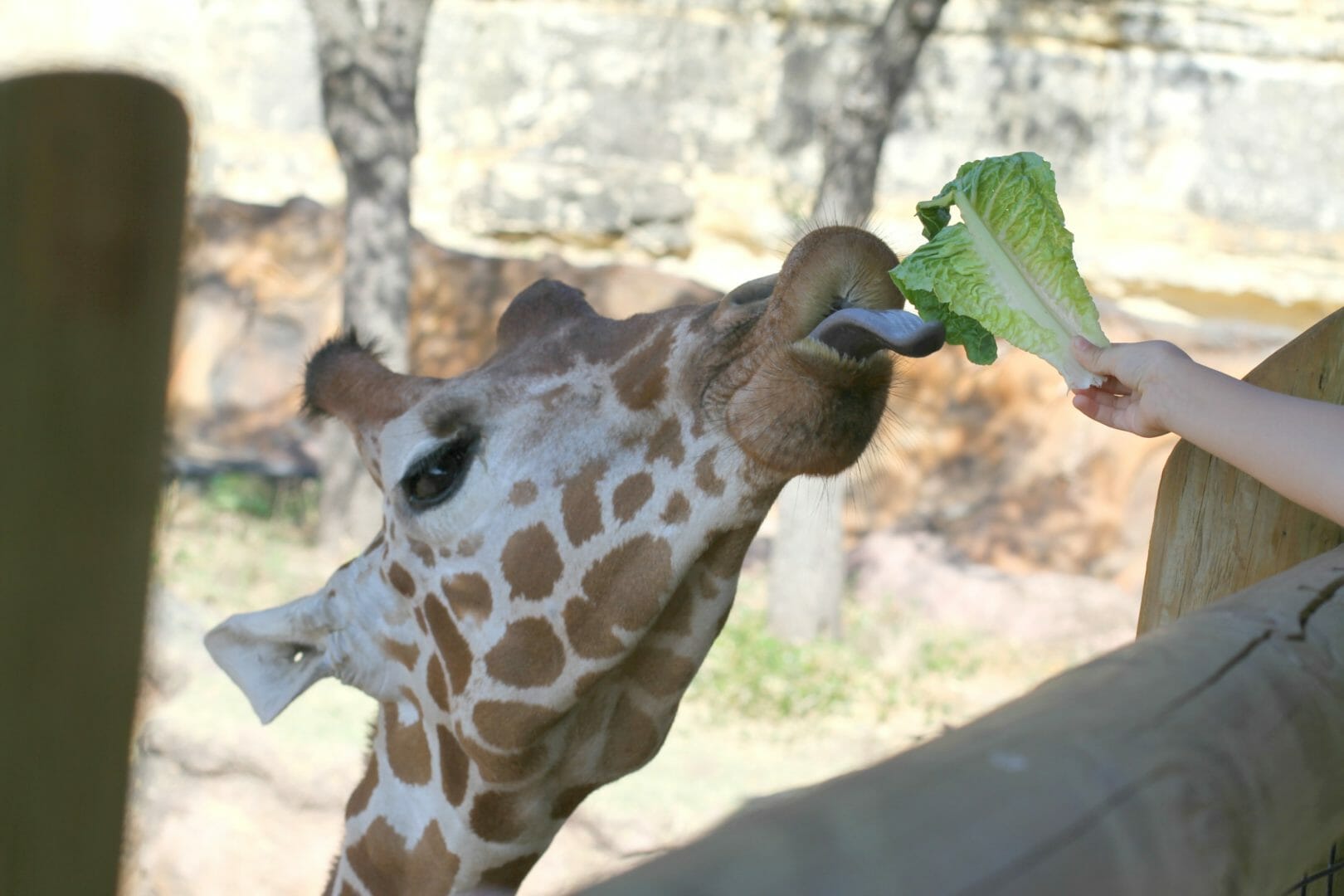 feed the giraffes san antonio zoo