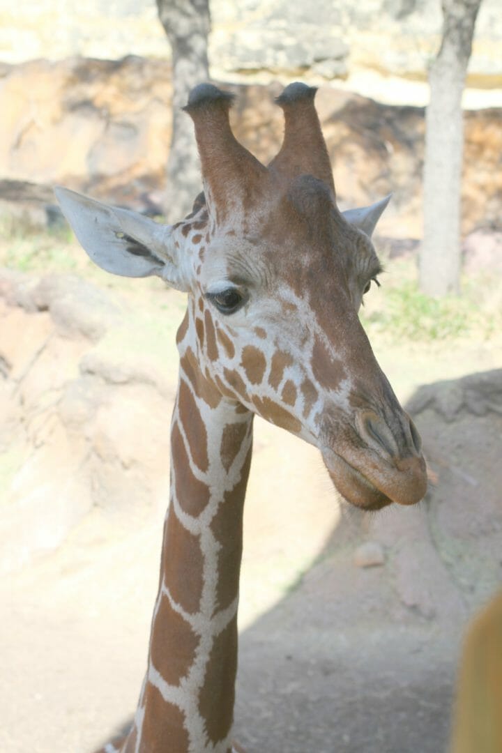 san antonio zoo giraffes