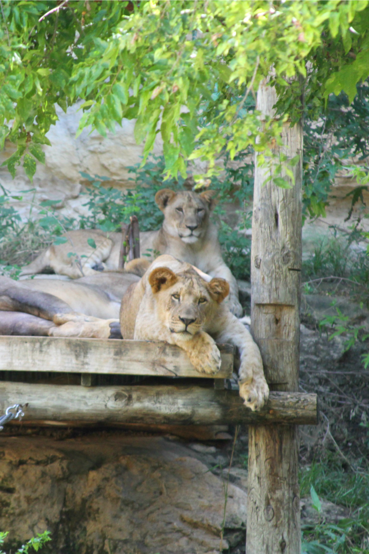 san antonio zoo lions