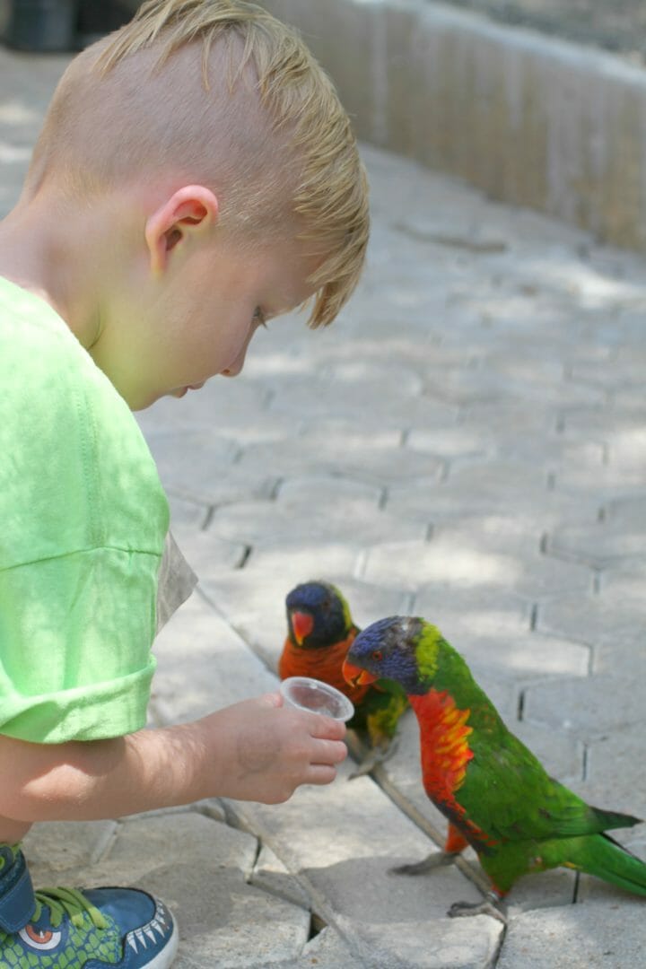 feeding parrots san antonio zoo