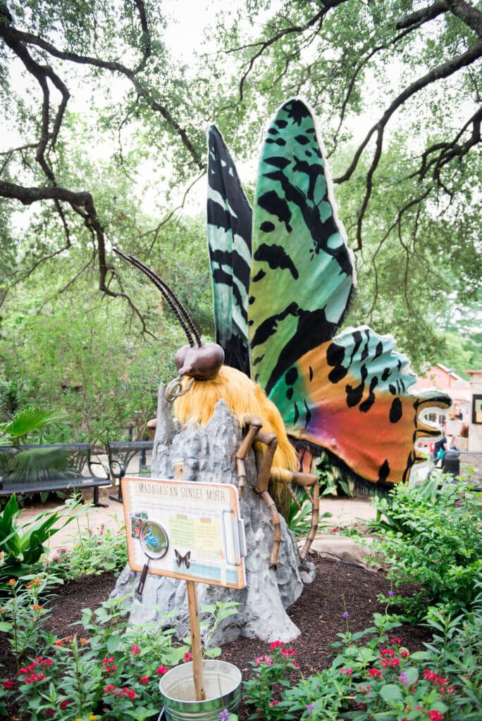 san antonio zoo giant butterfly