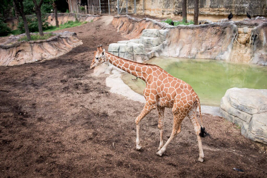san antonio zoo giraffes