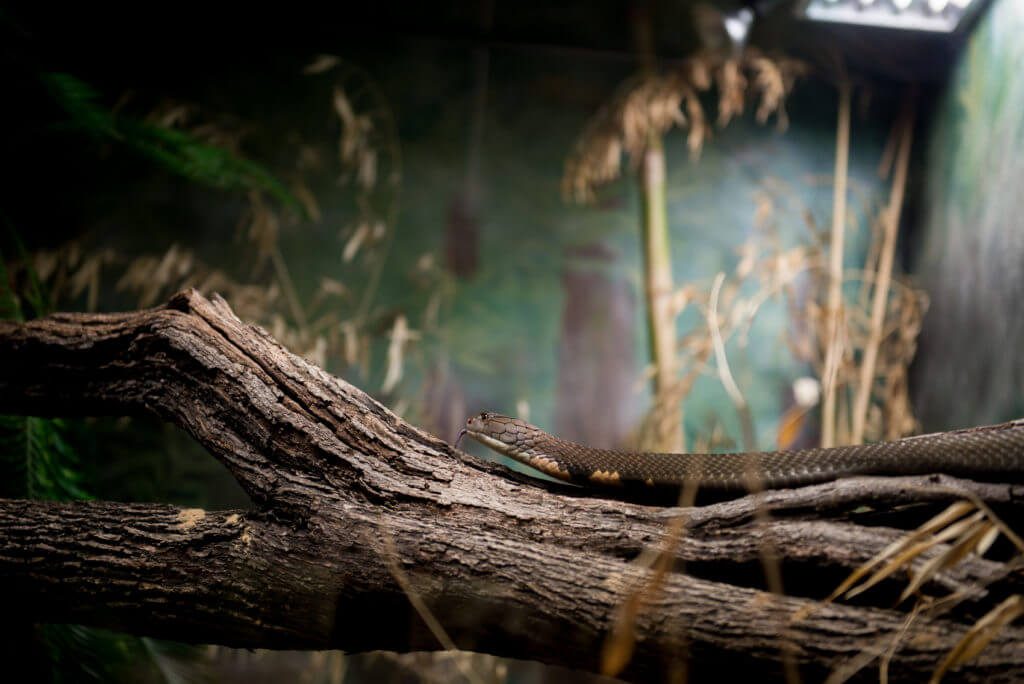 san antonio zoo snake