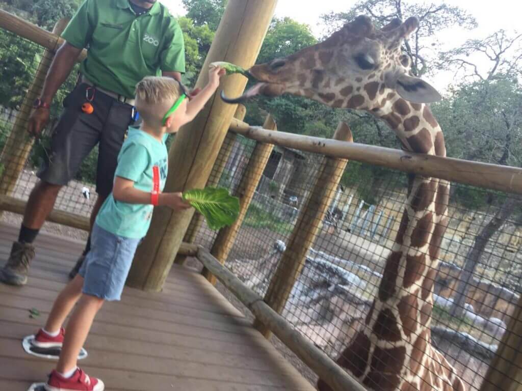 san antonio zoo feeding giraffes