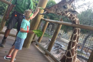 san antonio zoo feeding giraffes