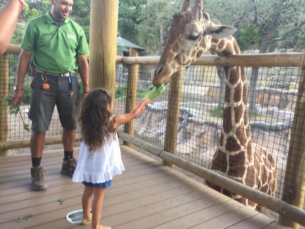 feeding the giraffes san antonio zoo